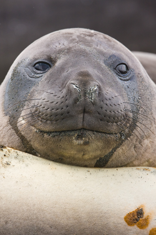 Southern Elephant Seal